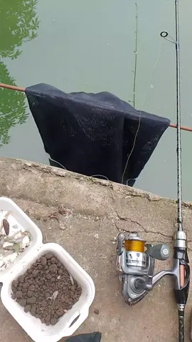 mancing harian ikan campur  #fypシ゚viral  #mancingkolamharian  #pemancinganandinifising 