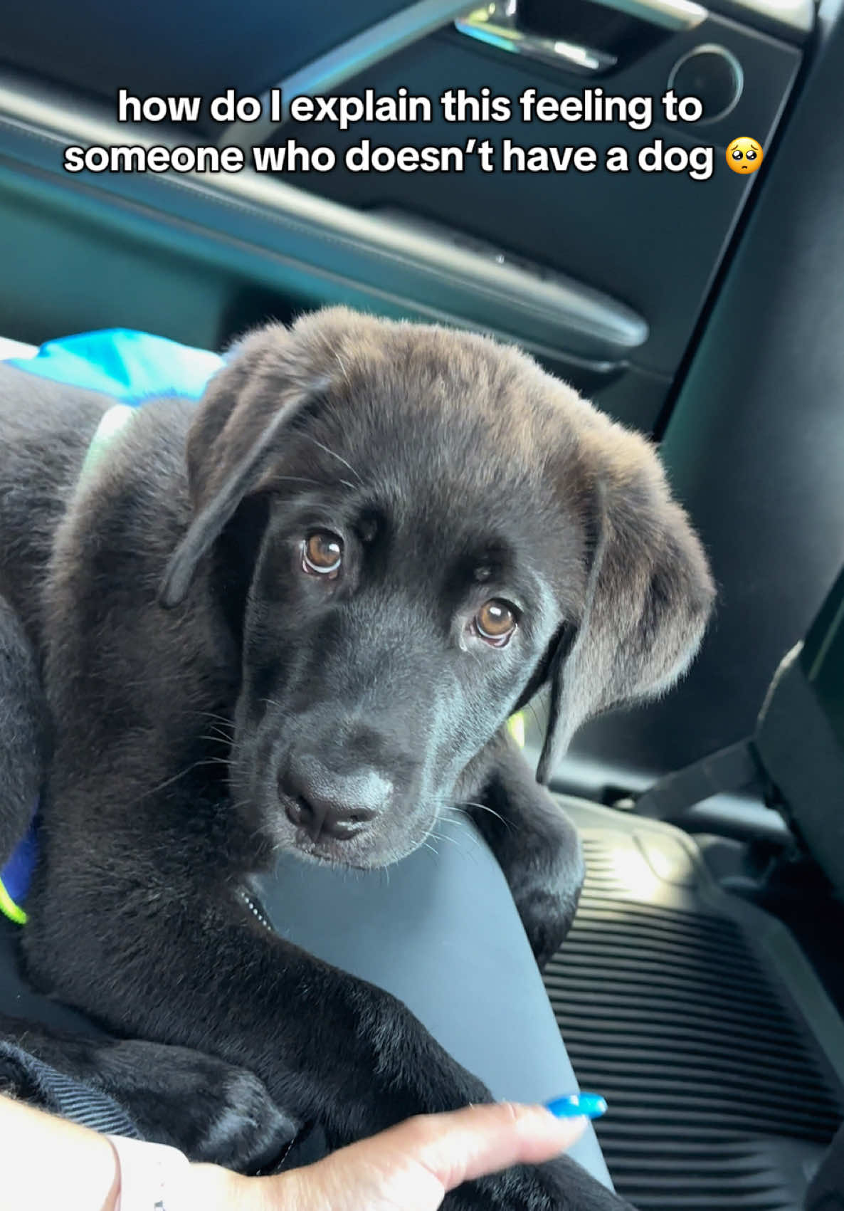 the best feeling 😭 🫶🏼🩵 . . #puppylove #labpuppy #labradorpuppy #doglove #dogmom #dogsoftiktok #labsoftiktok #dogtrend #fyp #foryoupage 