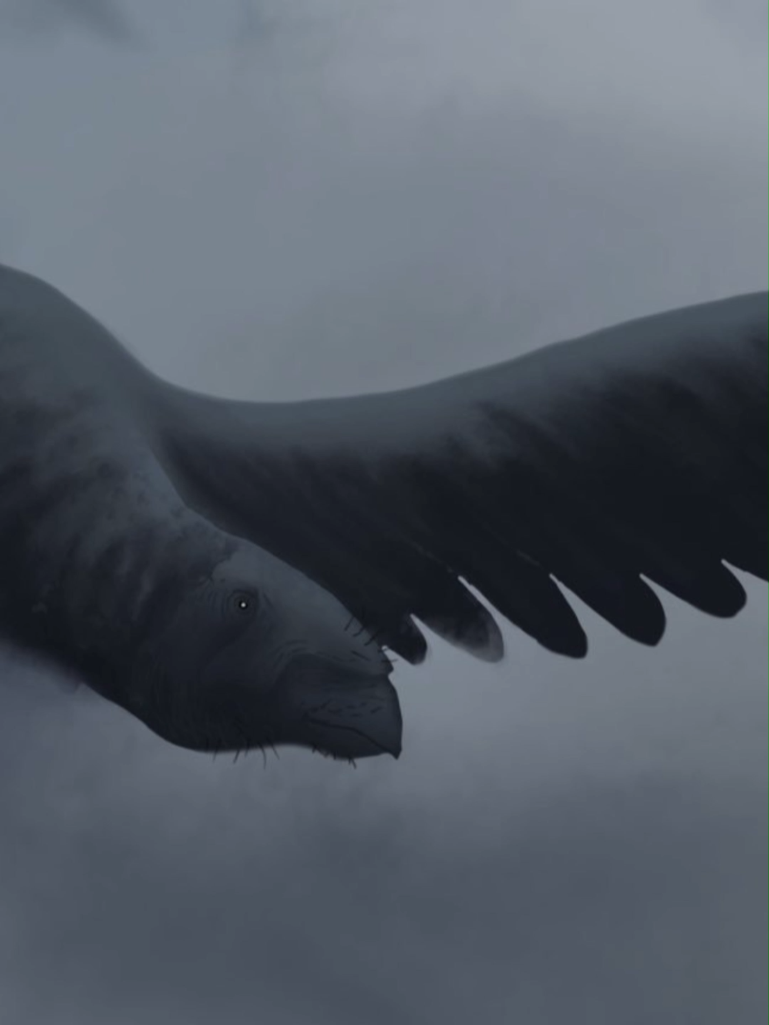The largest dinosaur to ever fly!  #Argentavis #ArgentavisMagnificens #PrehistoricBird #ExtinctBird #GiantBird #FlyingGiant #BirdsofPrey #MioceneEra #Paleontology #FossilDiscovery #AncientAvians #PrehistoricLife #MegaFauna #NaturalHistory #Paleobird #LargestFlyingBird #FossilRecord #AncientPredator #SouthAmericanFossils #PaleoArt #MuseumExhibit #SkyTitan #ExtinctSpecies #BirdFossils #PaleoWorld #AviationHistory #FlyingReptile #PaleontologistLife #DinoBird #ScienceOfFlight
