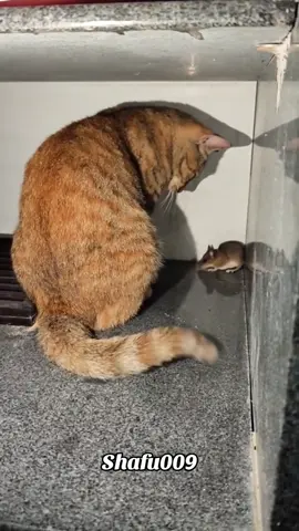 #粉丝一千万#pet#pets#cute#funny#viral#cat#funnycat#funnyvideos#foryou#IoI#fyp#fypシ゚ 