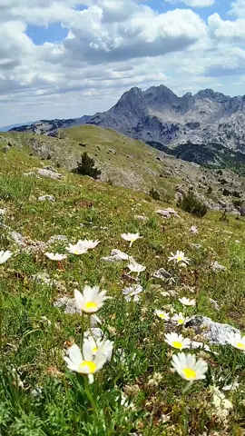 🌸🌾 Planina Prenj, vrhovi Velika Kapa 2004 metra i Kruna 1914 metara.🦋🌺