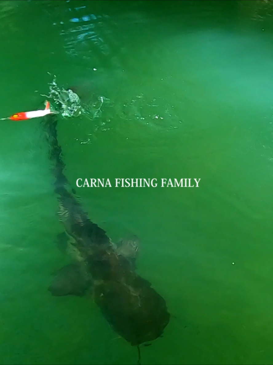 🔥Big Catfish on Topwater 😱 🔥𝗙𝗨𝗟𝗟 𝗩𝗜𝗗𝗘𝗢 𝗼𝗻 𝗬𝗼𝘂𝗧𝘂𝗯𝗲 📺 🔥𝗟𝗶𝗻𝗸 𝗶𝗻 𝗺𝘆 𝗕𝗶𝗼 !!! 🎣🐟 #foryou #pourtoi #silure #fyp #fypシ 
