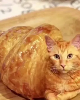 Very sad video.. #fyp #fart #viral #cat #giantfeet 