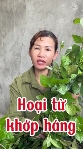 Thảo dược cho hoại tử khớp háng #thaoduocgiatruyen #lươngyyenduong #xuhuongtiktok2025 #thaoduocdantocDao #thảoduocdantoc 