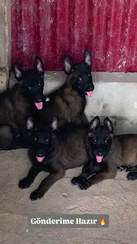 #belçikamalinois #belçikakurdu #belçikakurduyavru #k9 #malinois 