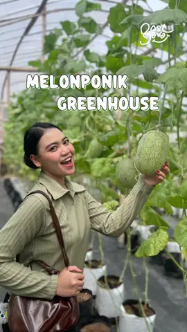 Di Jombang ternyata ada wisata petik melon loh, sobat visitors! 😍 Buat kalian yang pecinta melon wajib banget nih datang kesini, karena besok (14/07) akan ada wisata petik melon di @melonponik 🍈 Lokasi: Ds. Kedungrejo, Kec. Megaluh, Kab. Jombang #melon #buah #fruits #jombang #visiteastjava