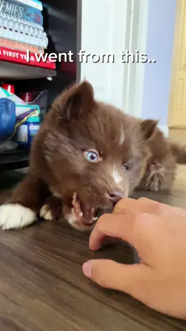 He has reached his final form  #siberianhusky #puppy #husky #redhusky 