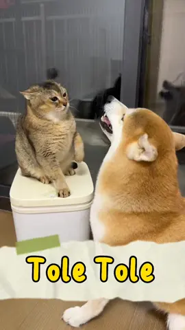 Tole Tole #cat #catsoftiktok #cats #fyp #kucing #pet  #kittensoftiktok 