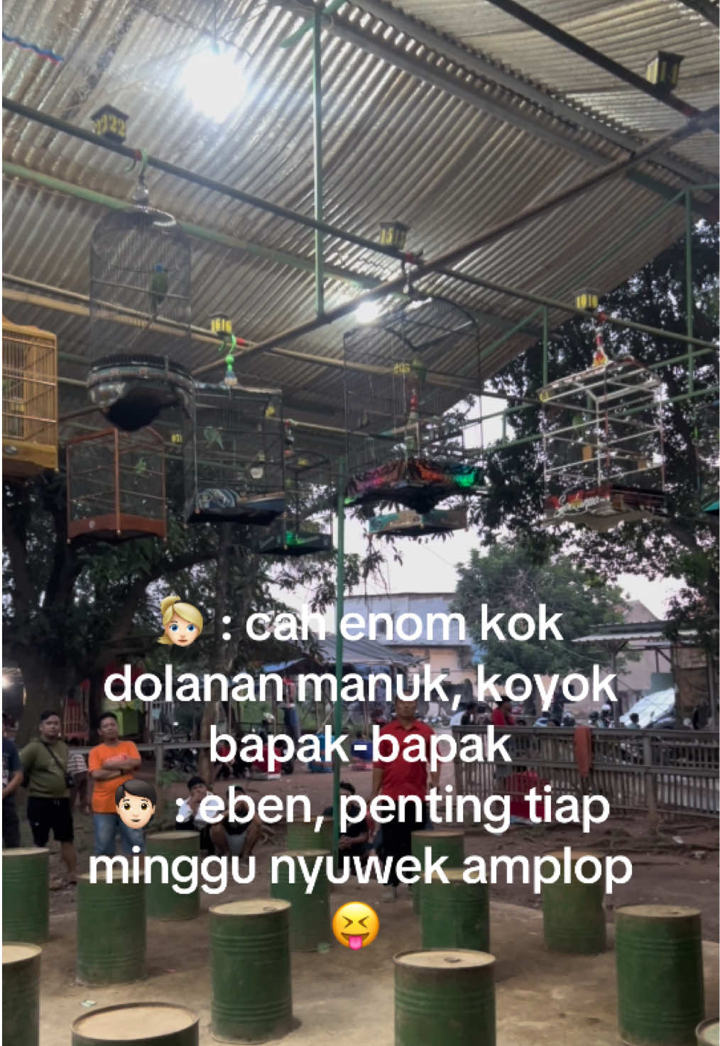 Masih ada hokinya sodara 🔥 #fyp #cucakijo #jamtrokmania #kicaumania 