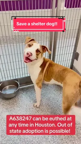 Fill out the app in my bio if you are interested in adopting! #rescuedogarmy #dogrescue #rescuedog #rescuedogarmy❤️ #rescuedogarmystrong #fyp #thisistexas #rescuedogsoftiktok #shelterdogs #thisishouston #fosteringsaveslives #houstonwehaveaproblem #ljusticeforcinco #texas #shelterdog #viral 