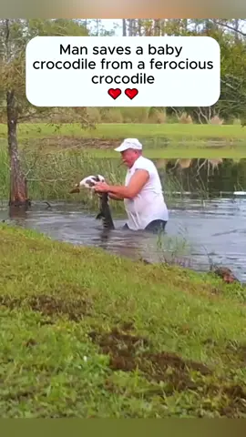 Man rescued a puppy from crocodile #animals #animalsoftiktok #rescueanimals #rescue #puppy #fyp #dog 
