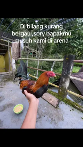 #fypp #ayamphilipin#
