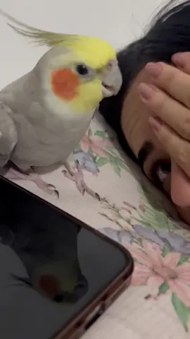 Despertador moderno 😂⏰🦜❤️  #calopsitas_mansa #ariel_calopsit #calopsitasnotiktok #calopsitabrasil #calopsitaporamor #calopsitafalando #calopsitafalando #passaro #calopsita #animalestiktok #familiaaddams #despertador #iphone #alarme