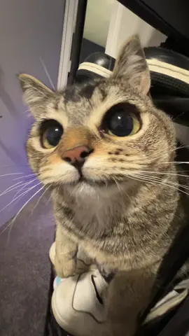 nothing like a girl you’ve ever seen before pt 2. #fyp #cat 