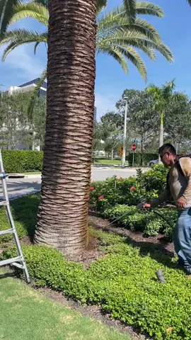 #palm #palms #florida #palmtrees #fyp #fypシ 