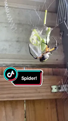 More #feedingspiders  Have a wonderful day everyone! #spiderlady #fyp #followme #spiderseason 
