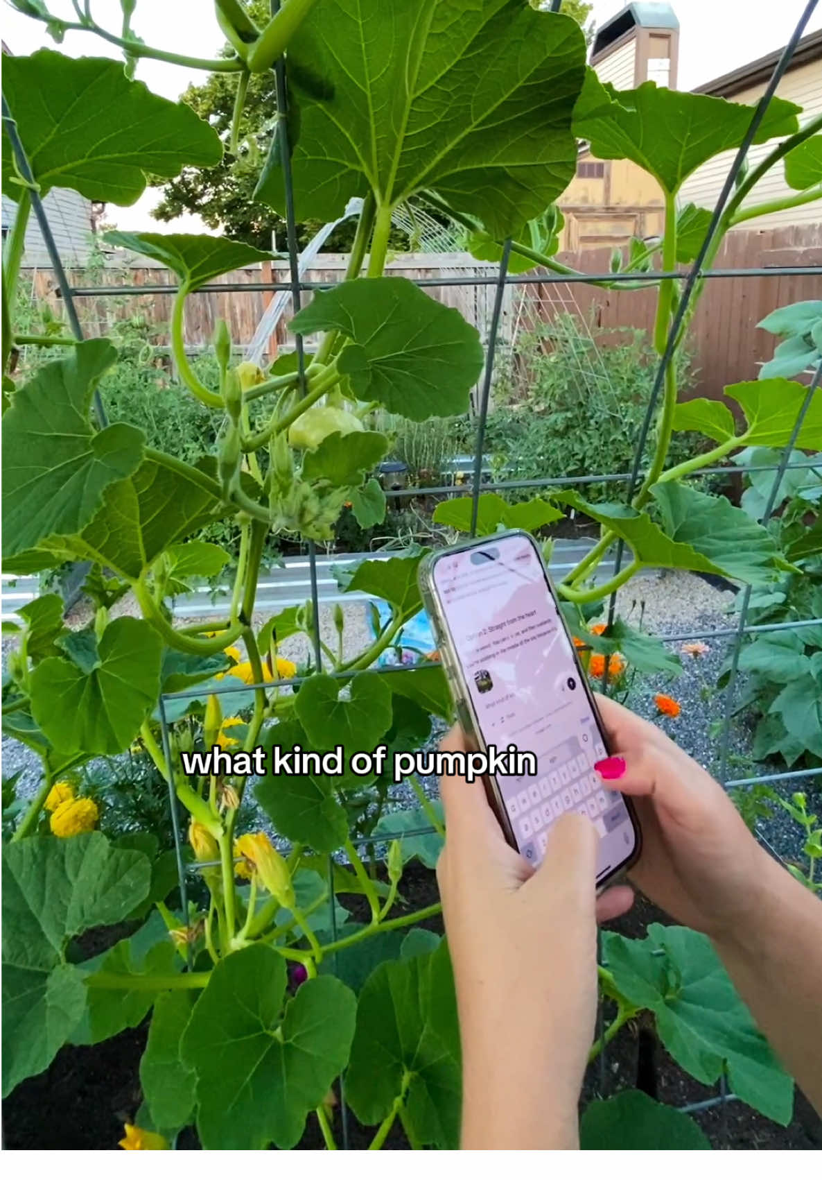 Honestly, ChatGPT helps me out so much in my garden!  And heck to the yeah for having a Cinderella pumpkin growing!!!! #pumpkingrowingseason #cinderellapumpkin #backyardpumpkinpatch 