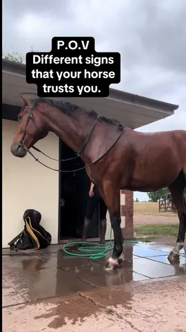 When you don’t have to lead or tie your horse up, you know that you have a good relationship with your horse. They are comfortable and Confident around you and most importantly they trust you. #equestrian #stallion #horses #equestrianlife #sox #stud #horsetraining #horsefun 