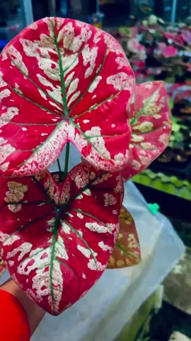 Kadang kita di benci bukan karna kita jahat tapi karna kita terlalu bersinar ea ea ea 🤪 #pesonaexoticflora #ownerpesonaexoticflora #keladiviral #caladiumthailand #caladium #fyp #caladiumuniverse #universe #keladihias #caladiumplants #caladiumlovers #caladiumthailand #caladiumindonesia 