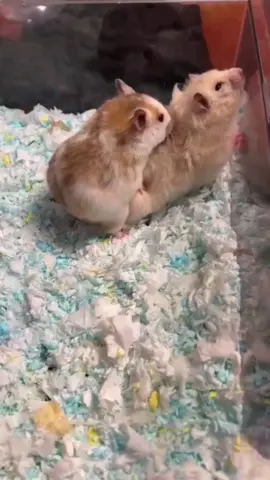 Adorable hamsters having fun. Let's briefly show how hamster mice reproduce and multiply. #animallovers #cuteanimals #fypp #animals #funnyvideos #fypage #weographic #hamsters #nature  #hamsterlove #mice #funny #mouse #funnyanimals #fypシ゚ 