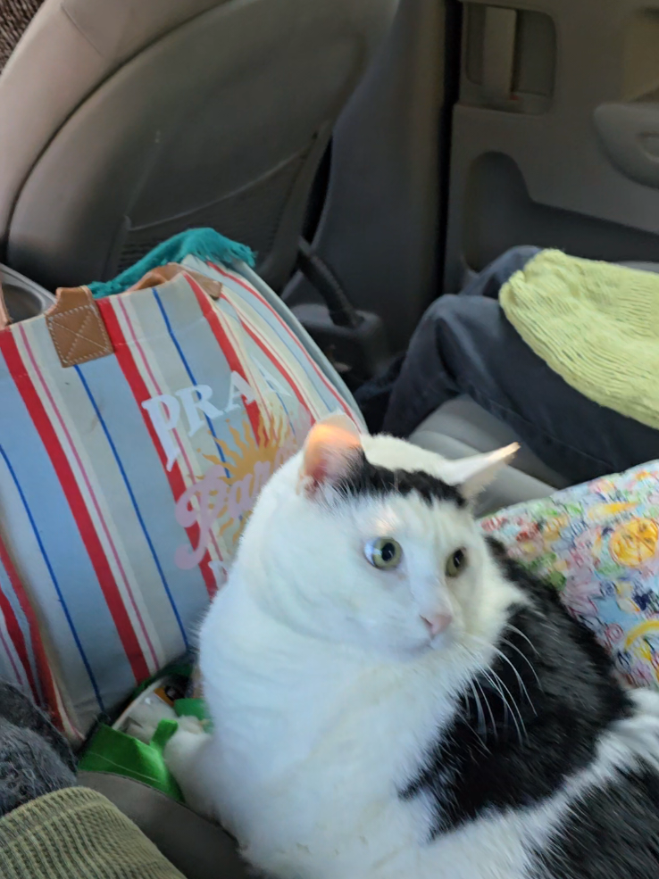 hi Ben here. i went on a road trip and stayed with my 2 legged cousins for 5 days. 