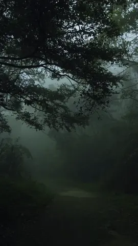 #nature #misty #relax #feel #sri lanka