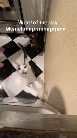 Spelling quiz #breakfast #brekkie #cats #kitties #kitten #catsoftiktok #cattok #neko #gato #meow #mow #talkingcat #adoptdontshop #wetfood #friskies #chat #kittycat #tortiesoftiktok #tortiecatsoftiktok #고양이 #猫 #māo #kot #ねこ  #katze #screamqueen #meep #meepmeep #toebeans #spin #cattricks #cat #kitty 