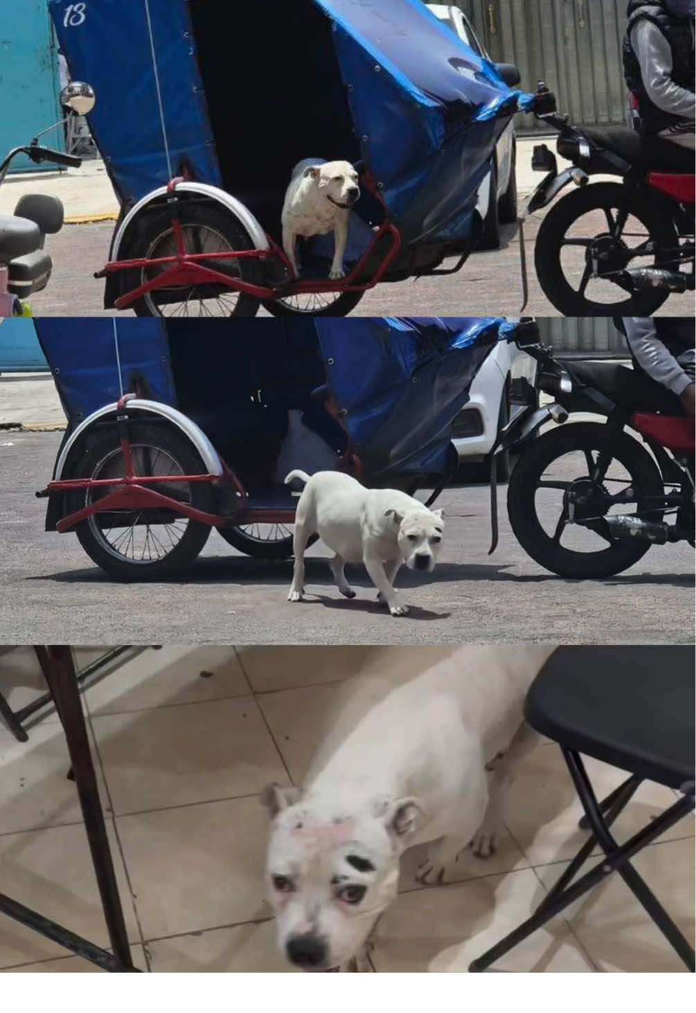 Llegando a su consulta veterinaria en su mototaxi 😄🐶 . . . . #perritos #perritostiktokers #perrito #perro #pet #dog 