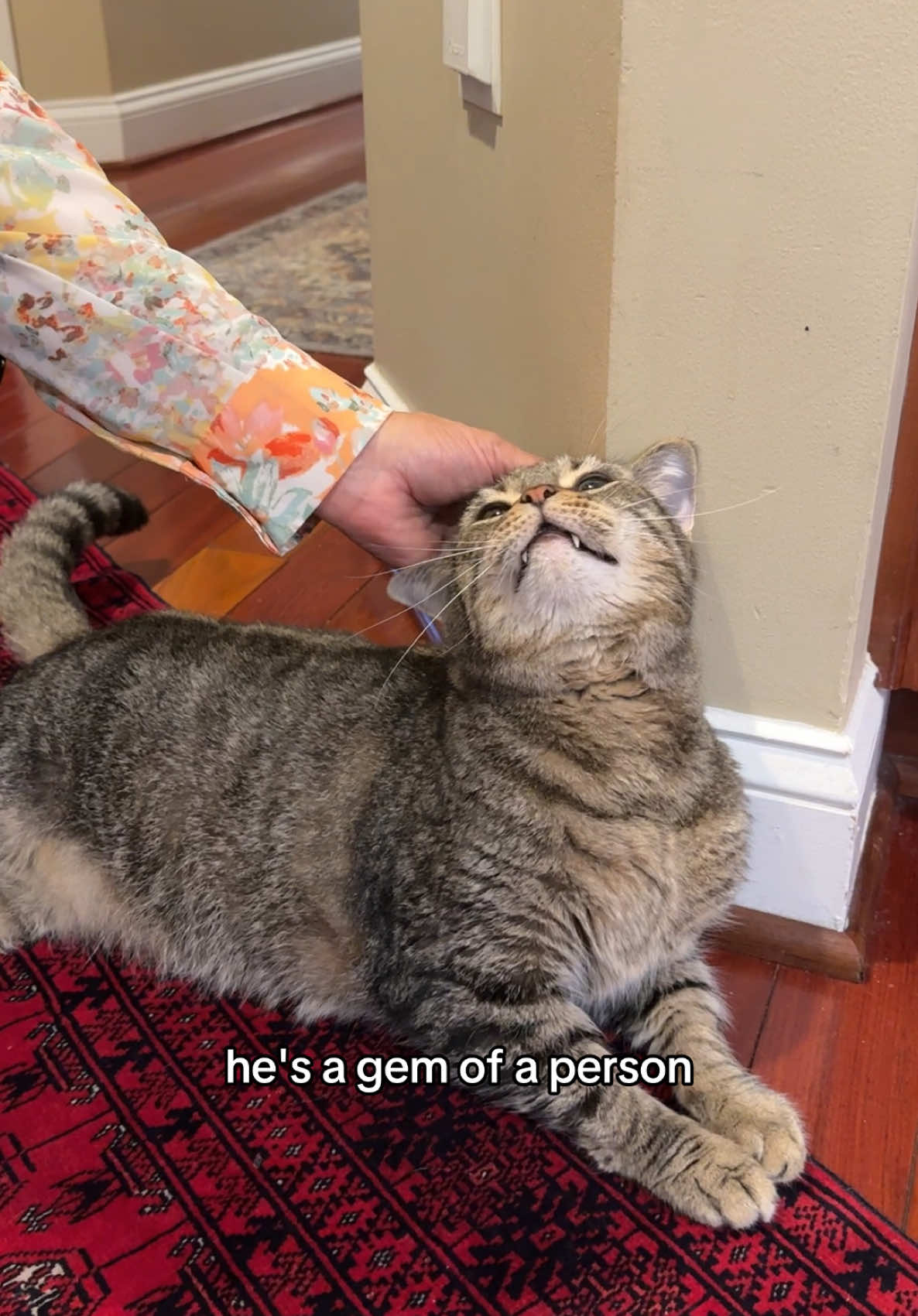 my mom didn’t want a cat and now she’s taking care of an elderly diabetic #cats #catsoftiktok #kitty #pets #funny #comedy #fyp #animals #fypage 