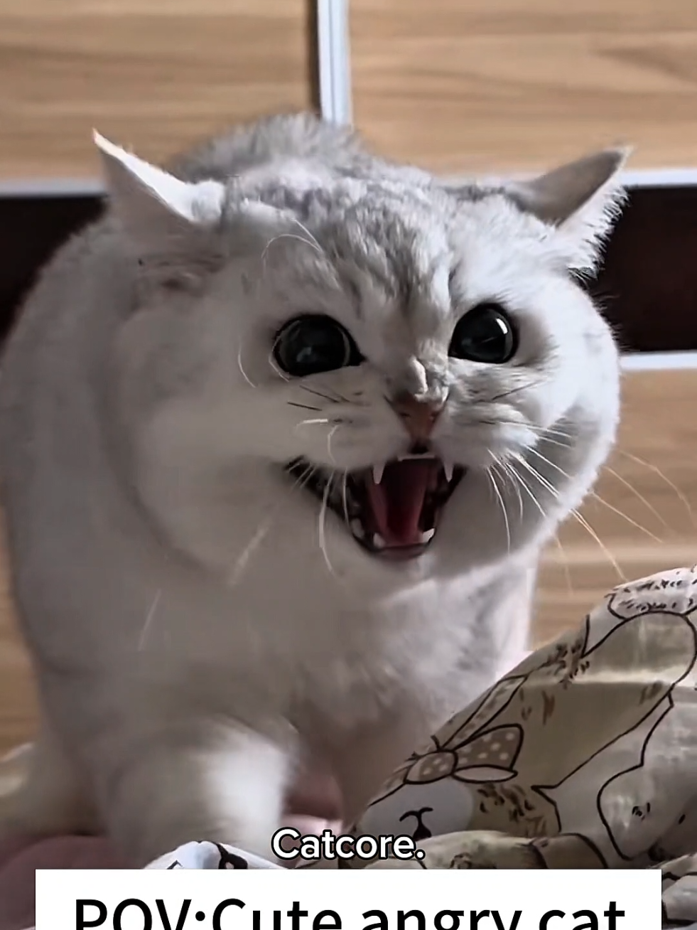 Who taught Cat the ability to talk to people 2.0 🤣🤣 #catsoftiktok #cats #funnycat #fyp #cutecat 