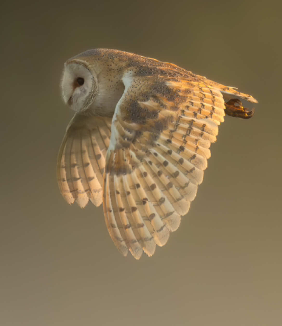 The most incredible barn owl encounter i’ve had so far… I got some of my favourite photos to this day. #wildlife #owl #barnowl #wildlifephotography #naturelovers 