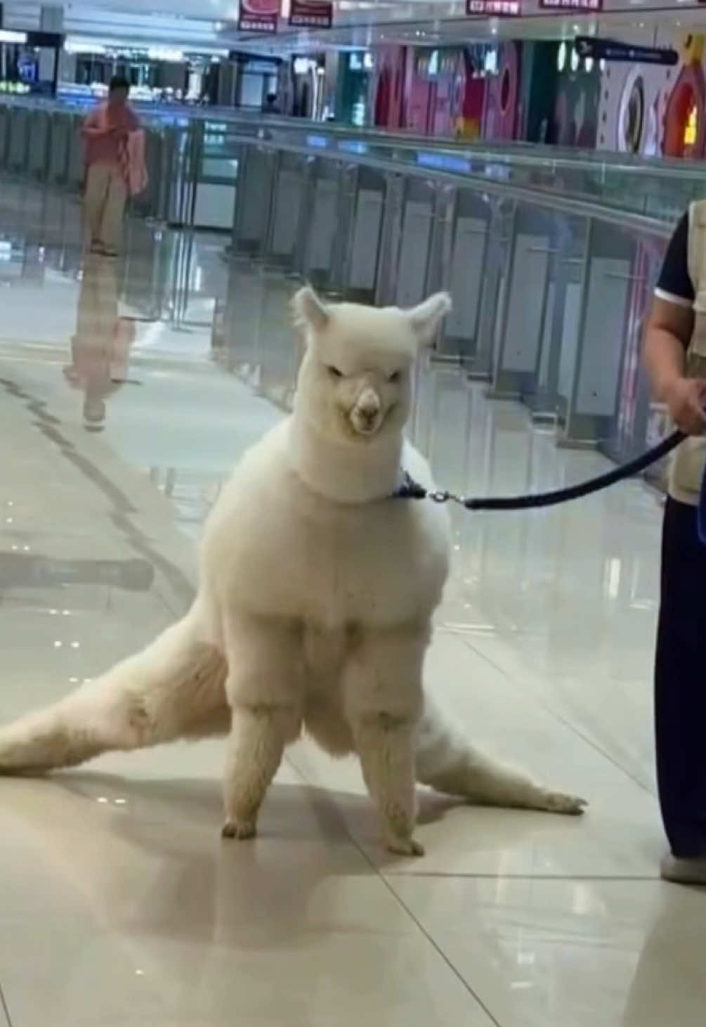 They got me out here lookin like a Will-paca
