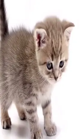 #fyp #cat #destroylonely #fy