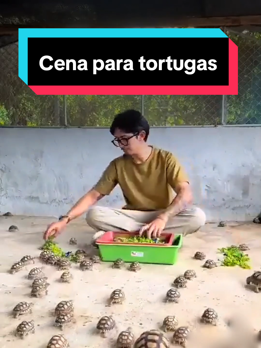 Así comen las tortuguitas de un criadero