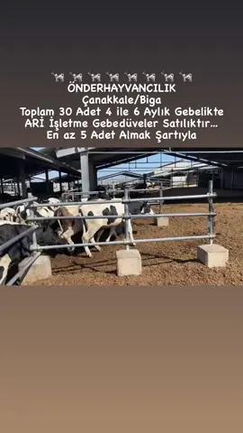 #gebedüve #gebeinek #buzağlıinek #holstein #hayvancılık🐄🐂🐂🐄 #simental #simental #keşfetteyizzz #büyükbaşhayvancılık #düve #dana #jersey #angus #hereford #tarım #türkiye 