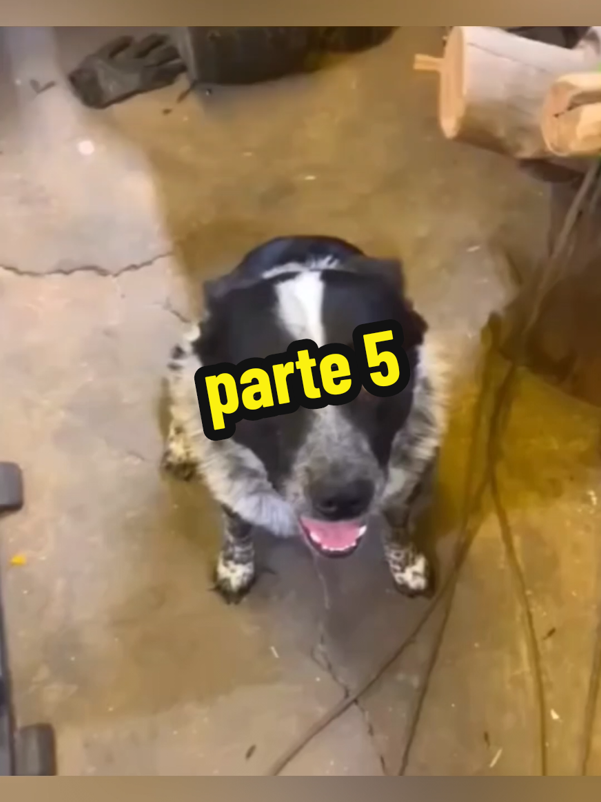 parte 5 #pets #engraçado #cachorro 