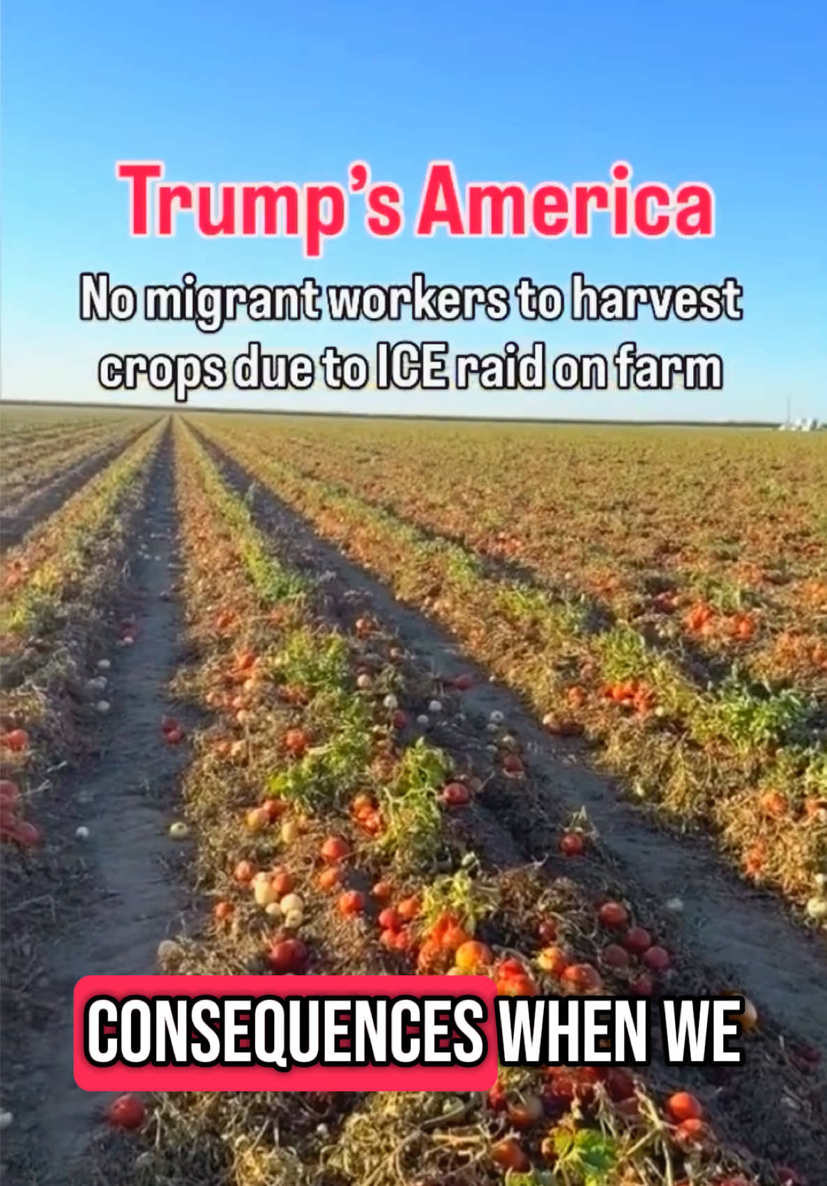 No migrant workers to harvest crops due to ICE raid on farm!! #ice #iceraid #deportation #migrants #america #usa #american #unitedstates #fyp #viral All Rights Reserved To (sl65000) instagram I Don't Own Any Of The Content Using This As A Fair Use No Copyright Infringement Intended