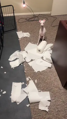 i’ll never get over this video 🤣 his ears being flipped like that make me laugh every time #italiangreyhound #iggiesoftiktok 