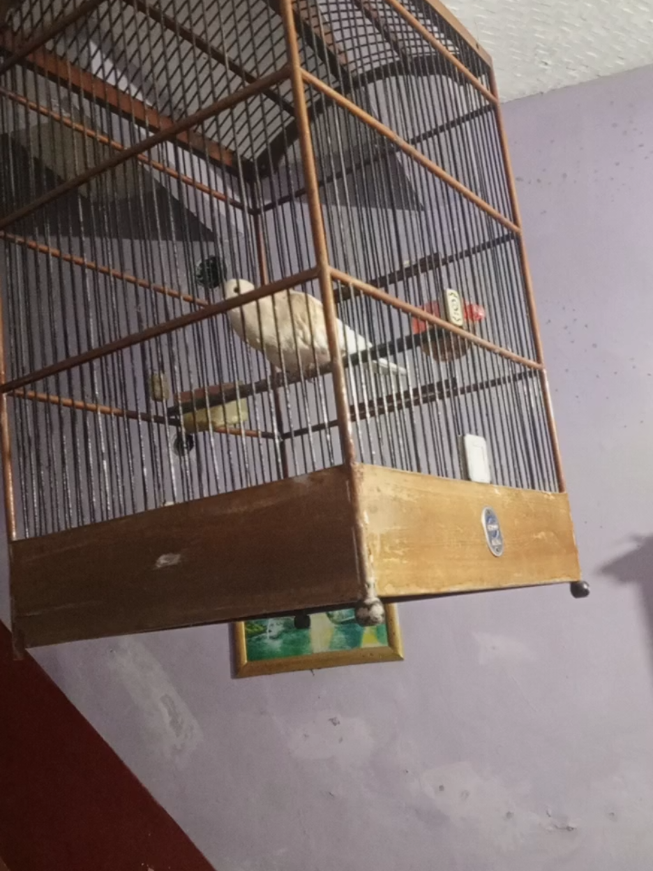 Masya Allah, burung ini berdzikir menyebut nama Allah di seperti malam. Ini burung milik orang tua. Ketika bangun sekitar pukul setengah 4, terdengar suara burung, lalu diakhir terdengar bunyi 
