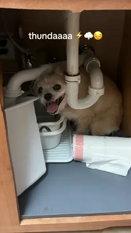 don’t even get zip started on clippers  #thunder #lightning #dog #fyp #foryou #trending #dogsoftiktok #sink #imaginedragons 