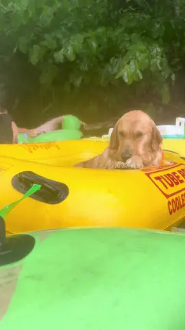 Finns selling his vacation…#viral #animals #goldenretriever #golden #goldenretrieverlife 