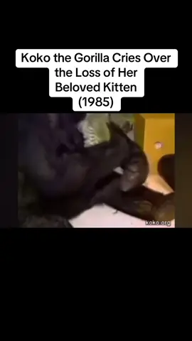 #Harambe #KokoTheGorilla #ZooLife #GorillaLife #AnimalLegends #GoneButNotForgotten #ViralAnimals #PrimatePower #ZooTok #WildlifeStories #AnimalHeroes #RememberingHarambe #TalkingToKoko #AnimalMemories #NatureTok