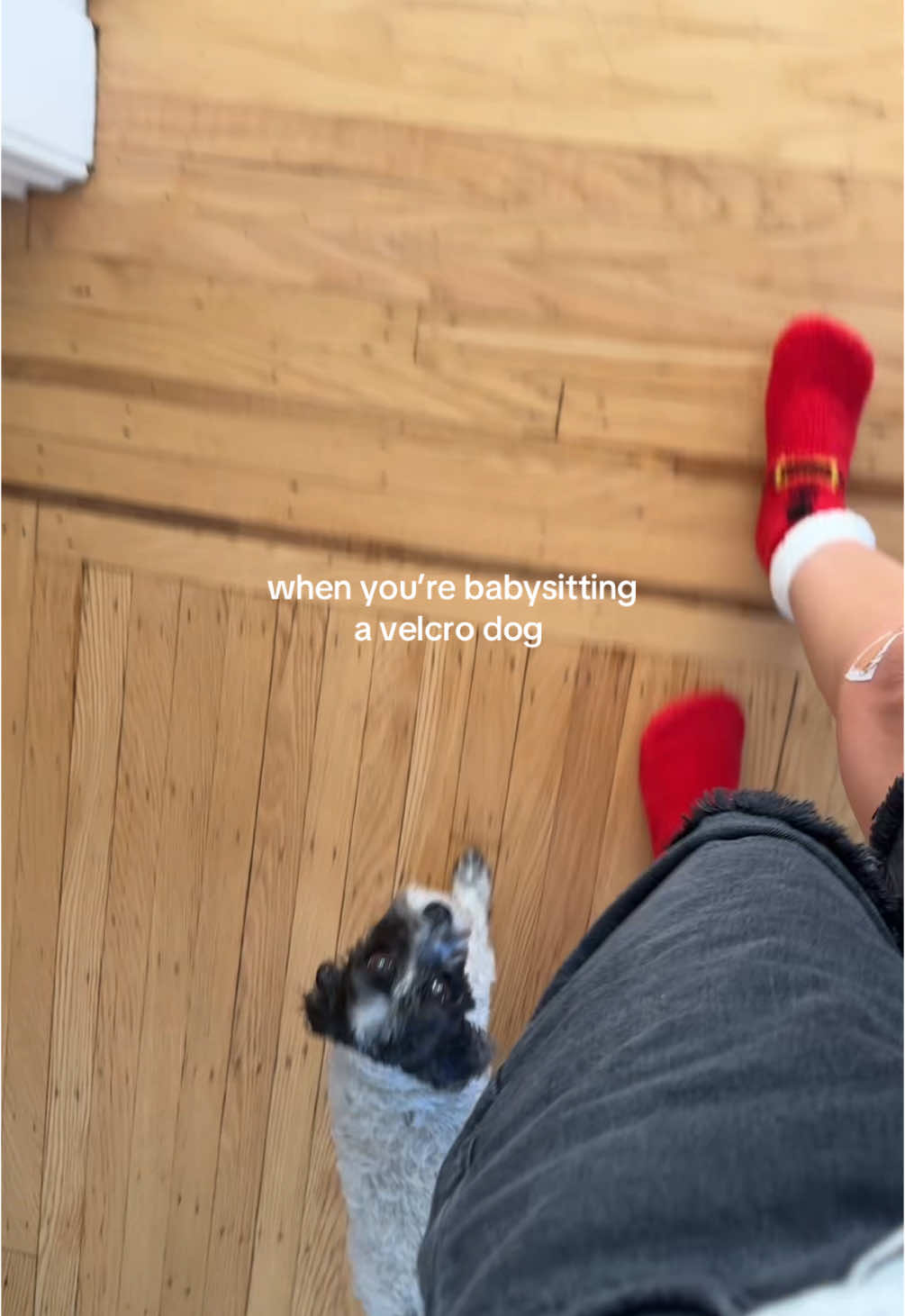 I love her so much 😭🤣🩷 #dogsoftiktok #maltipoo #velcrodog #shrek 