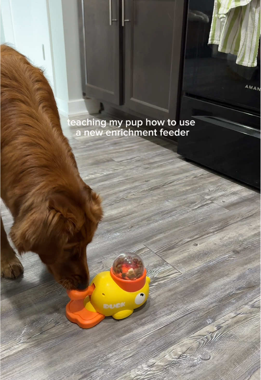 she got the hang of it pretty quick! #puppy #goldenretriever #enrichment #dogsoftiktok 