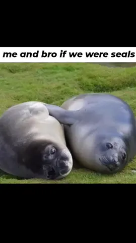 #seals #sealife #duo #fyp #foryou #cute #bff #viral 