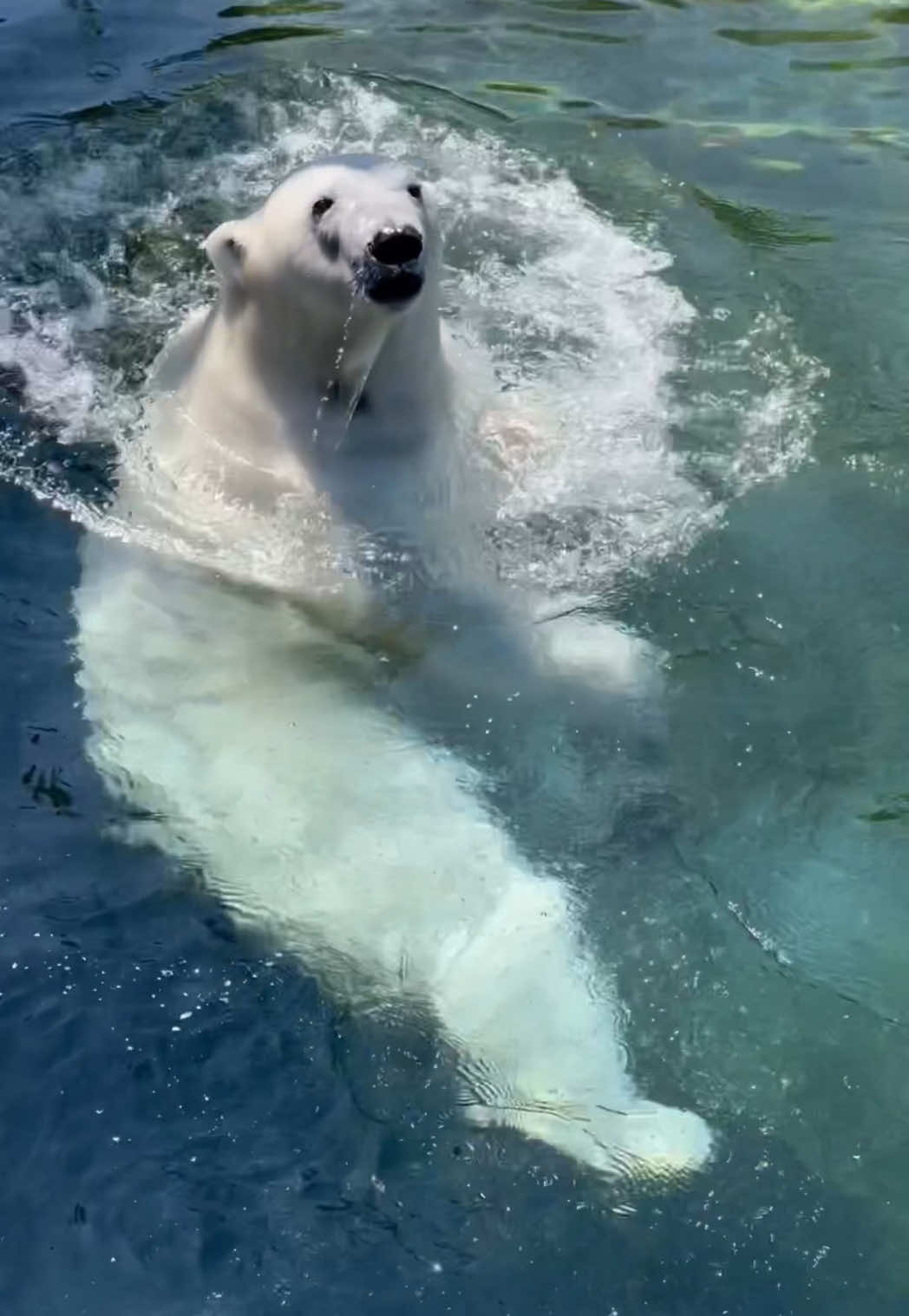 ☀️ Bone Appétit, Astra! 🐻‍❄️ On a sunny day, there’s nothing quite like a salty dip and a savory snack! Polar bear Astra is living her best bear life, lounging in her fresh saltwater pool while gnawing on a giant bone like it’s a five-star treat. 🍖 #polarbear #pointdefiancezoo #enrichment 
