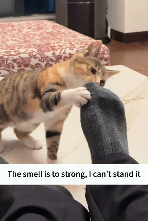 🐱:the smell is so strong 😂😂😂#cat #animals #happy #tikto #cute #funny 