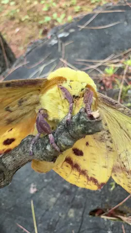 Sorry for my shaking hands 💀  This cool guy is an imperial moth, a gentle giant. Found in southern Ontario. 💛  #moth 