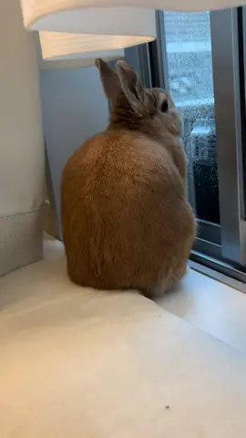 本日、ふうくん地方は雨🐰☔️雨の日は窓を開けて、ずっと雨を感じて、若干身体を濡らしてます🤭 #うさぎ #うさぎのいる暮らし #うさぎのいる生活 #うさまる #うさぎ部 #うさぎと暮らす #うさぎ好き #うさぎ好きさんと繋がりたい #うさぎ🐰 #ネザーランドドワーフ #ネザーランドドワーフ男の子 #ふわもこ部 #もふもふ部 #癒し動画 #癒し画像#もふもふ #netherlanddwarf  #rabitt  #rabittlove #bunny #bunnylove #bunnystagram #bunnylife