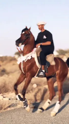 هدار 🤎🤎.#خيل_وخياله🐎 